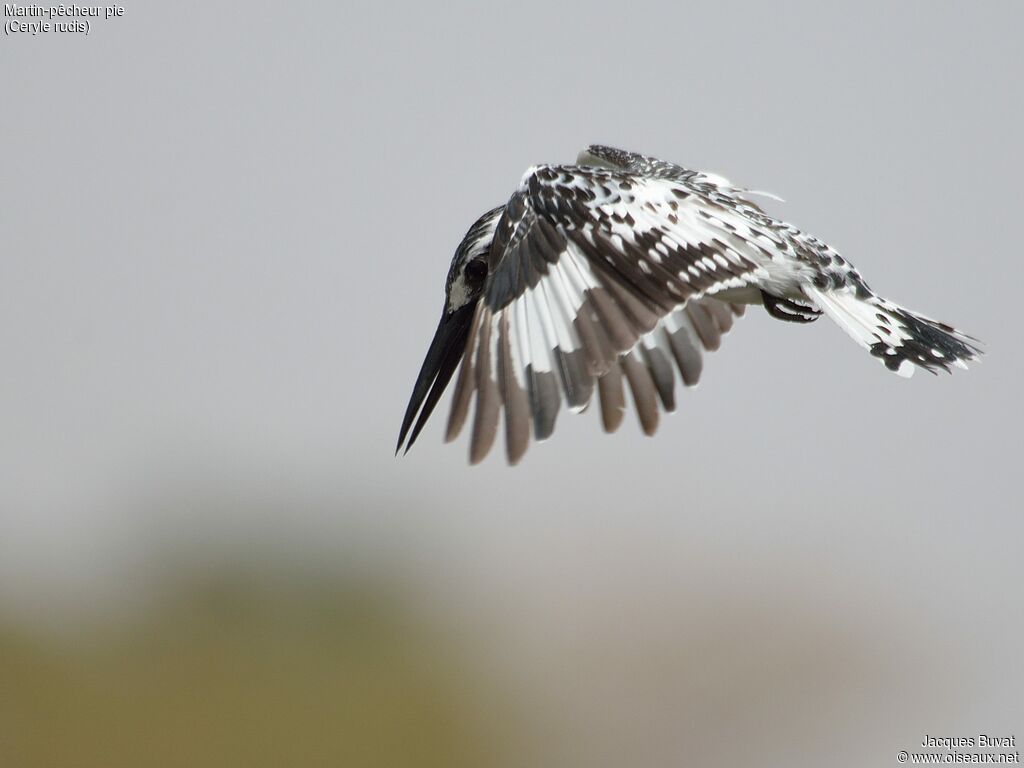 Pied Kingfisher male subadult transition, identification, close-up portrait, aspect, pigmentation, Flight, fishing/hunting