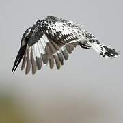 Pied Kingfisher