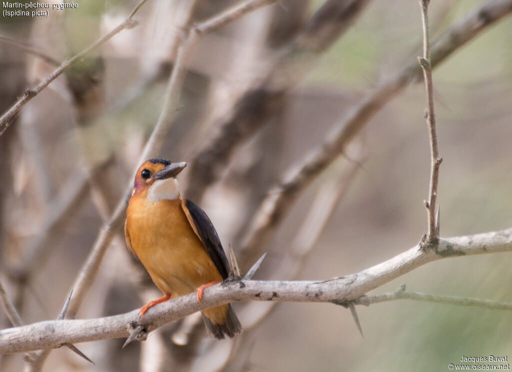 African Pygmy Kingfisherjuvenile