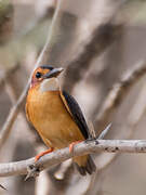 African Pygmy Kingfisher