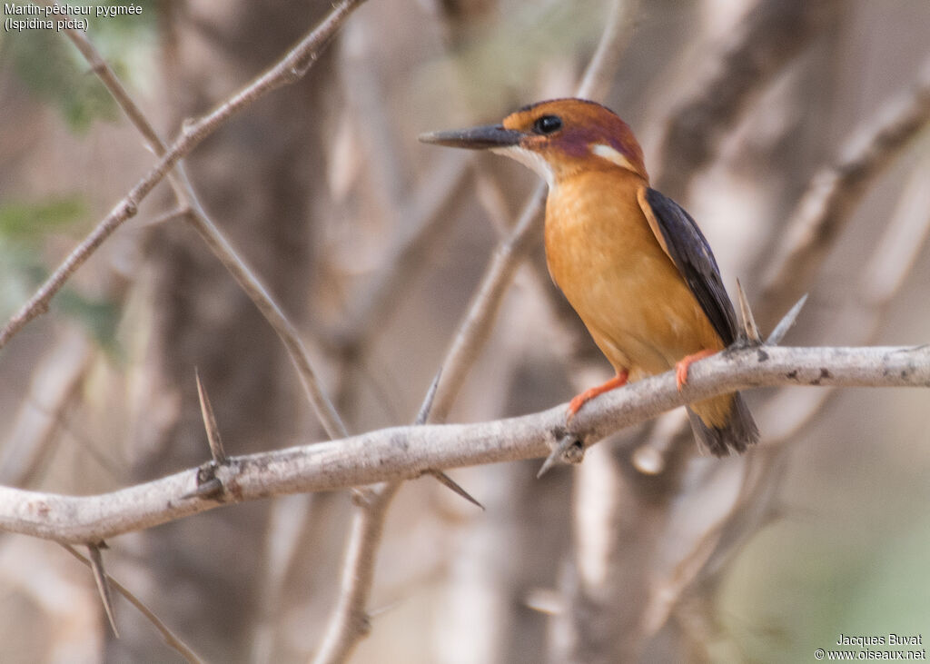 African Pygmy Kingfisherjuvenile