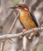 African Pygmy Kingfisher