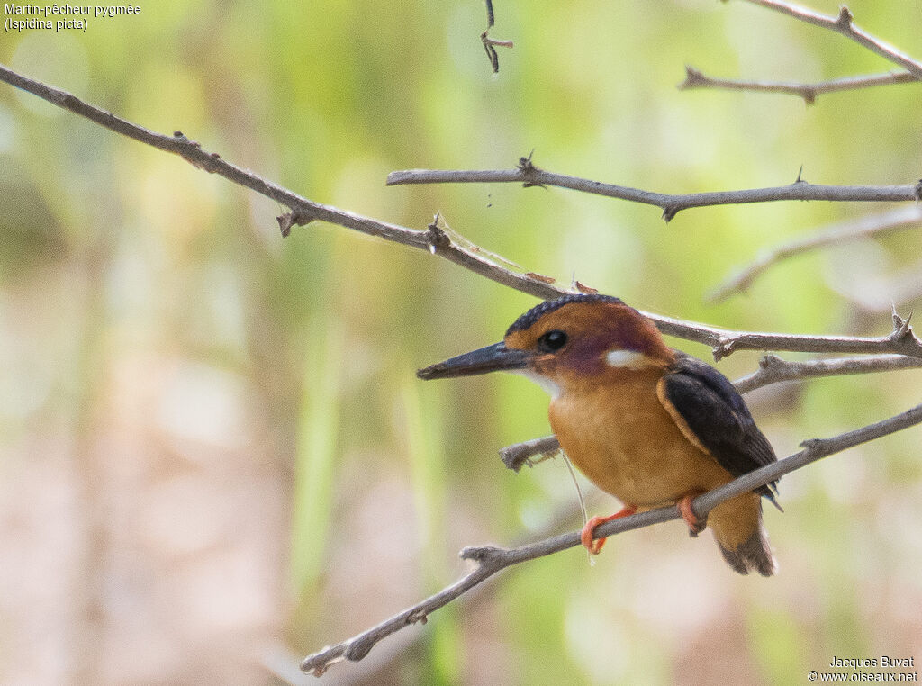 African Pygmy Kingfisherjuvenile