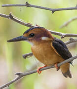 African Pygmy Kingfisher