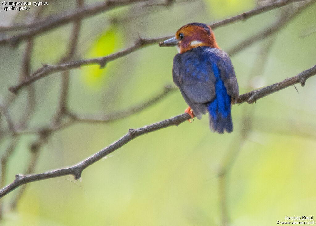 African Pygmy Kingfisherjuvenile