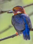 African Pygmy Kingfisher