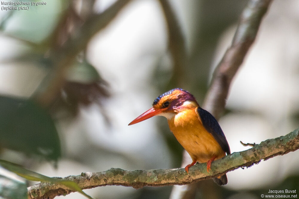 African Pygmy Kingfisheradult breeding