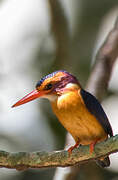 African Pygmy Kingfisher