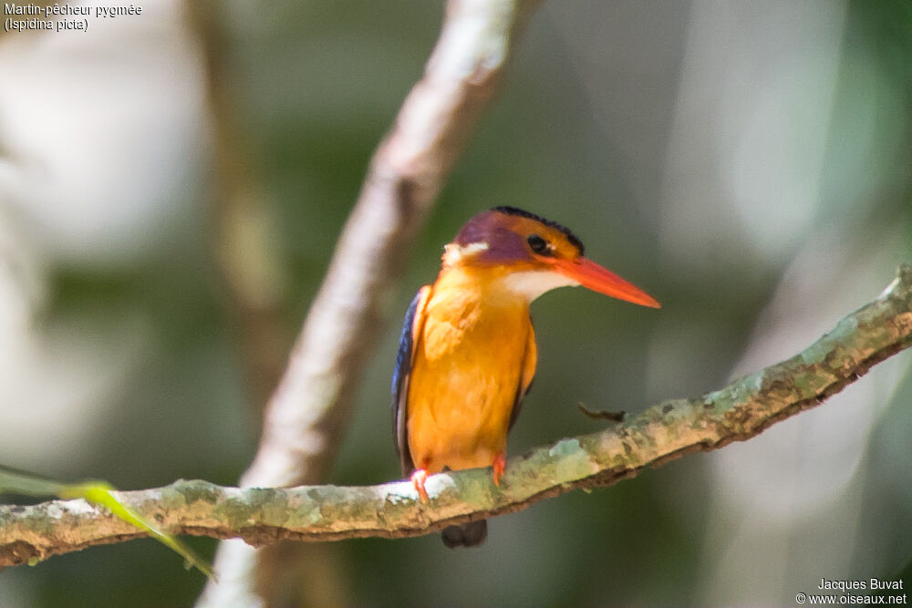 African Pygmy Kingfisheradult breeding