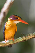 African Pygmy Kingfisher