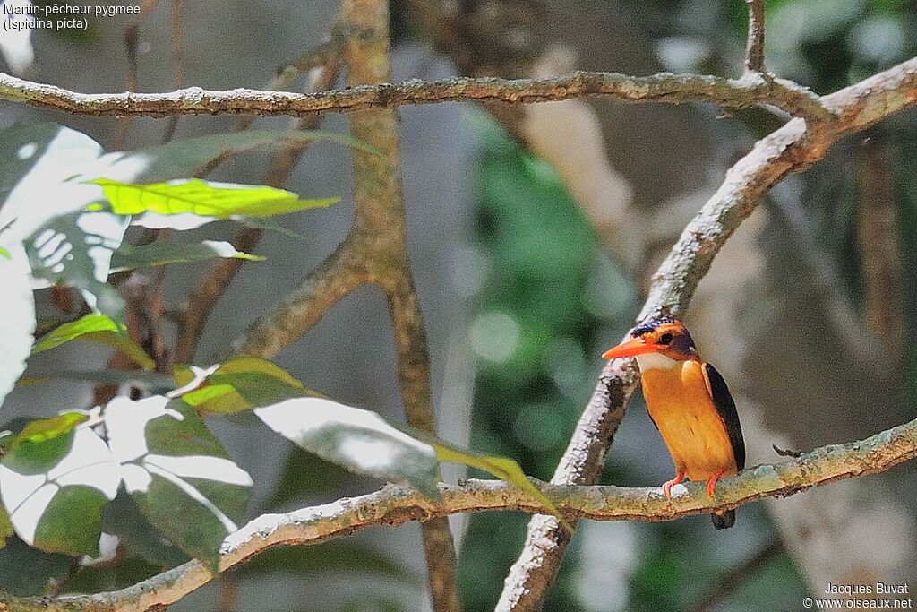 African Pygmy Kingfisheradult