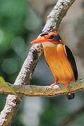 African Pygmy Kingfisher