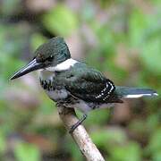 Green Kingfisher