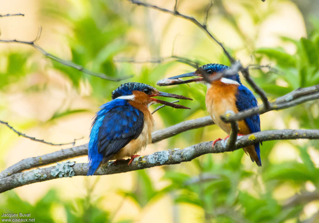 Malagasy Kingfisheradult breeding, courting display, Reproduction-nesting