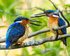 Malagasy Kingfisher