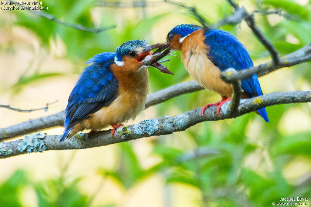 Malagasy Kingfisheradult breeding