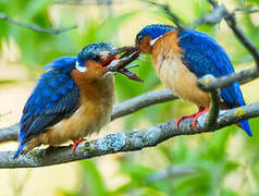 Malagasy Kingfisher