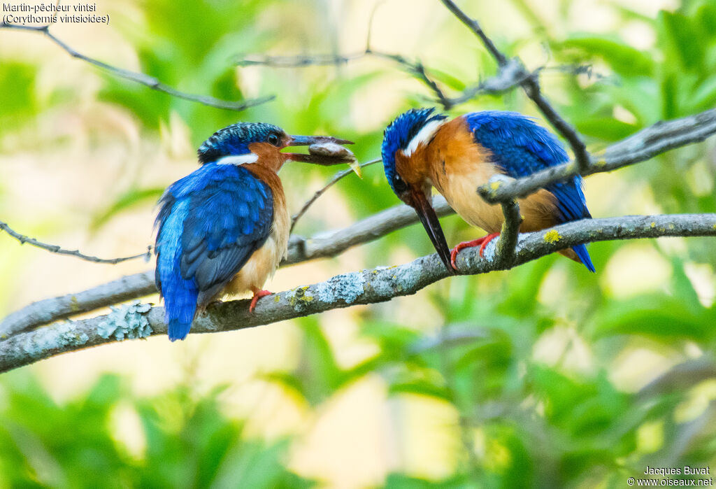 Malagasy Kingfisheradult breeding