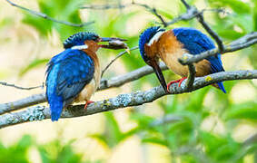 Malagasy Kingfisher