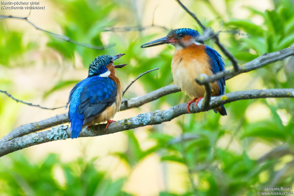 Malagasy Kingfisheradult breeding