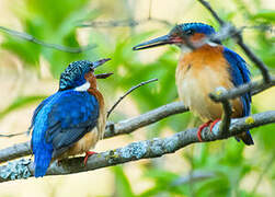 Malagasy Kingfisher