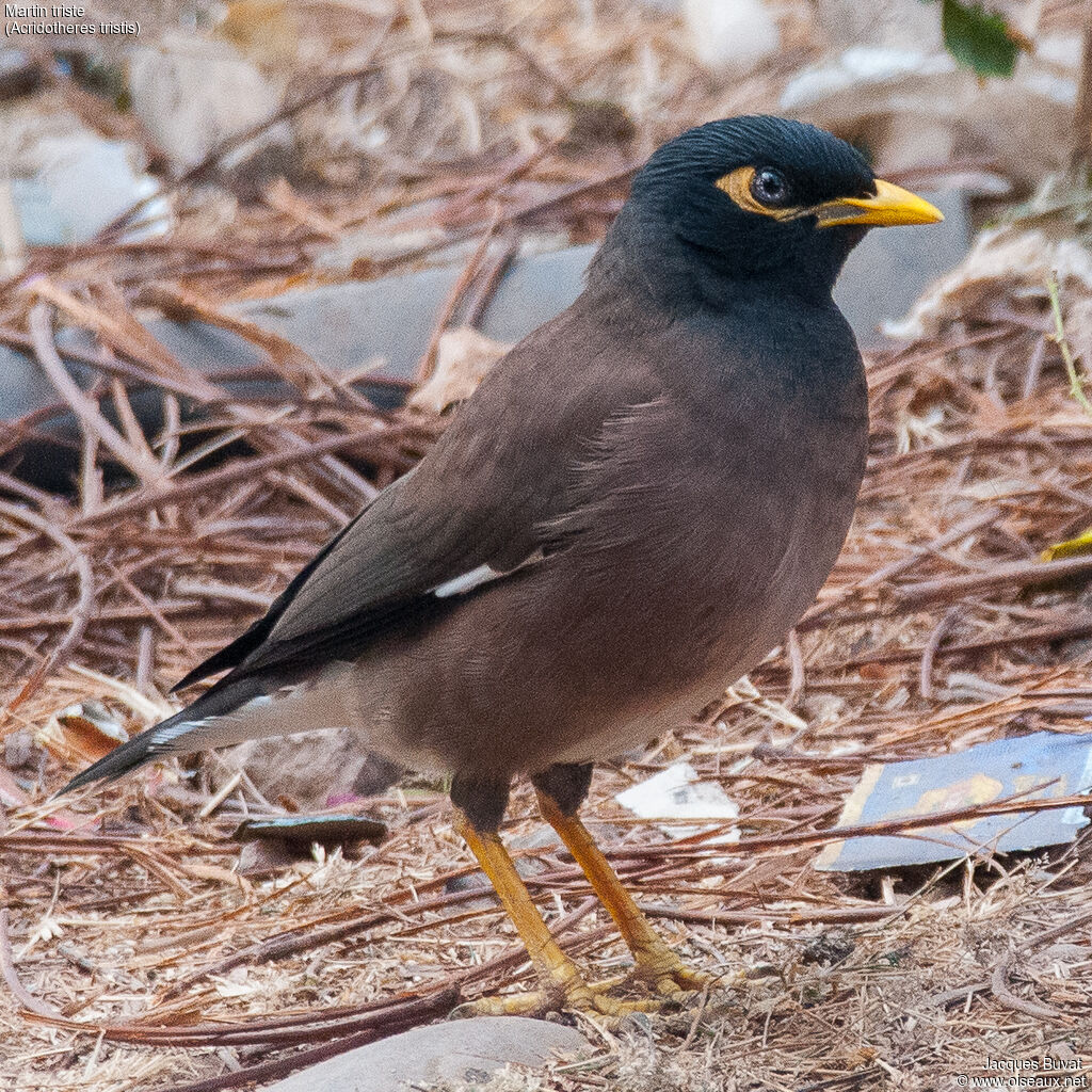 Common Myna