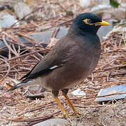 Common Myna