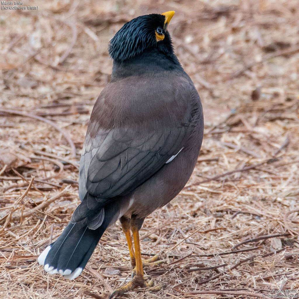 Common Mynaadult, identification, pigmentation