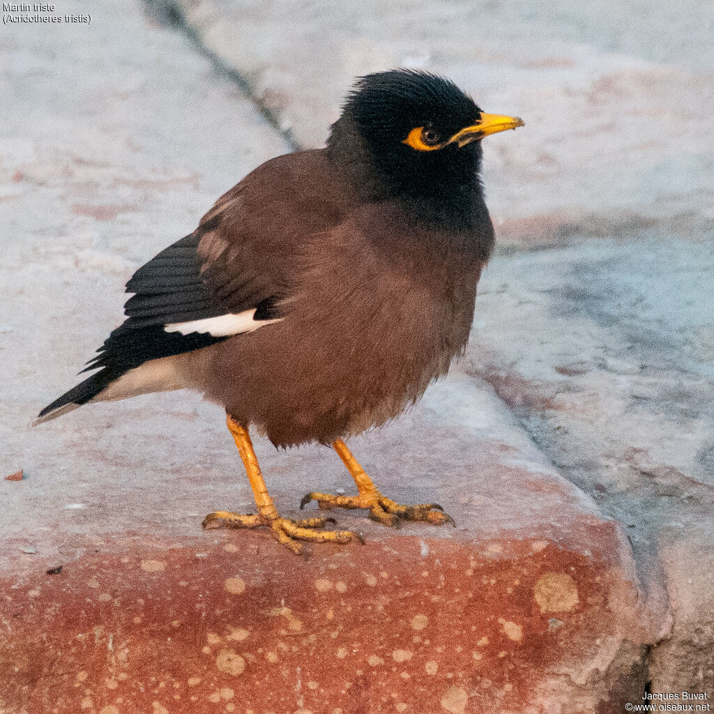 Common Mynaadult, close-up portrait, aspect, pigmentation