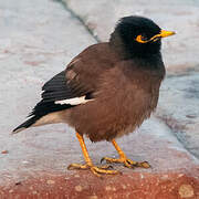 Common Myna