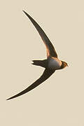 Alpine Swift