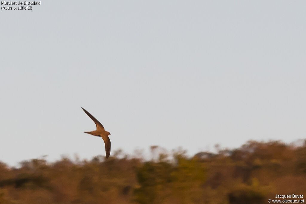 Bradfield's Swiftadult