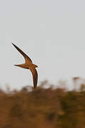 Bradfield's Swift