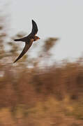 Bradfield's Swift