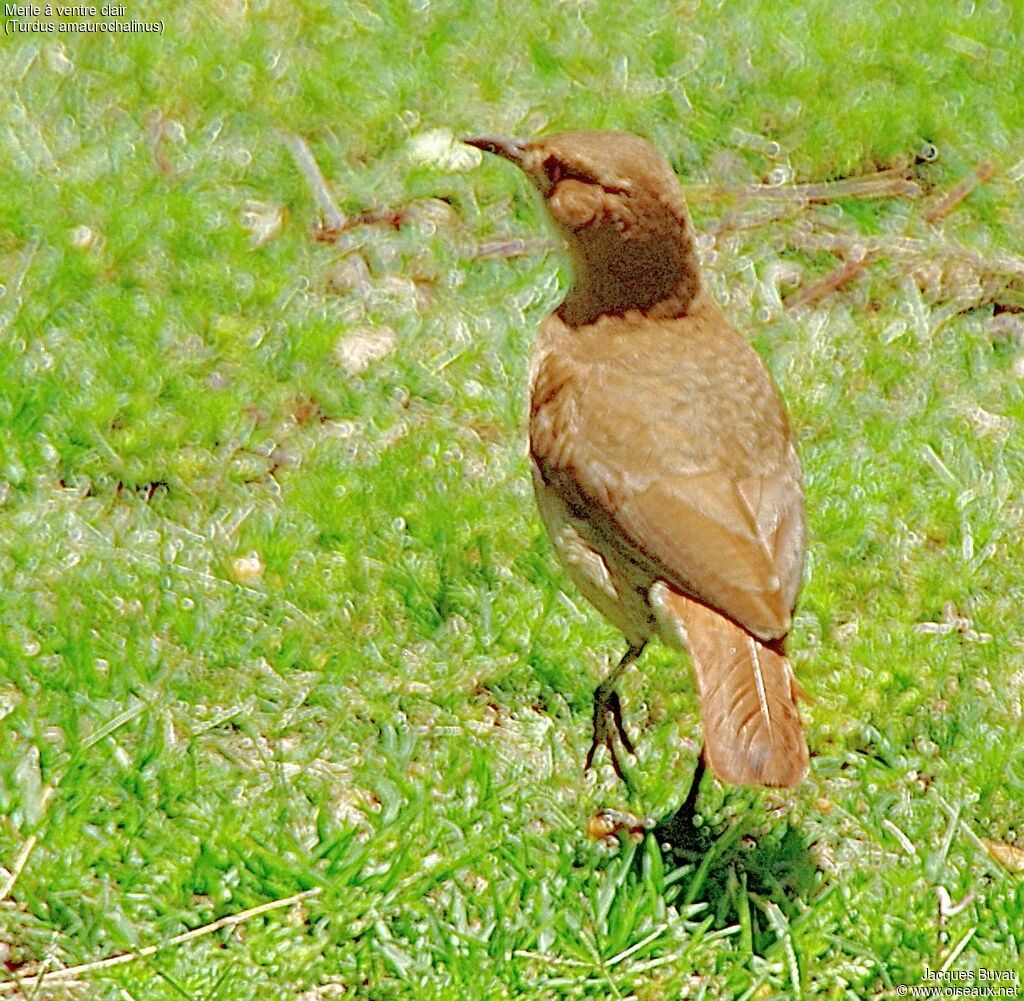 Merle à ventre clairadulte, identification, composition, pigmentation