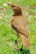 Creamy-bellied Thrush