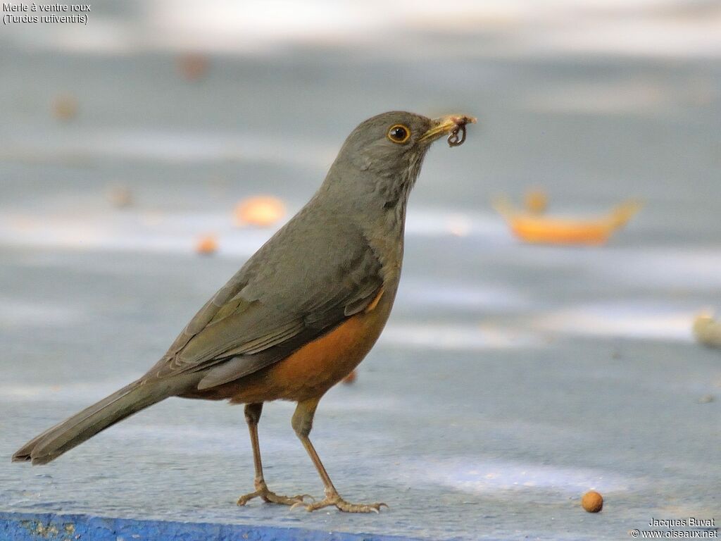 Rufous-bellied Thrushadult