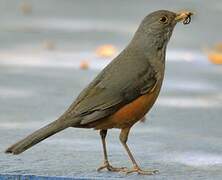 Rufous-bellied Thrush