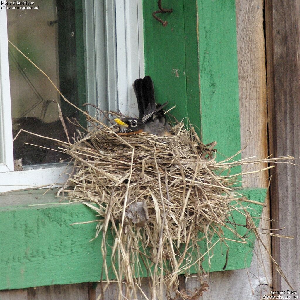 American Robin female adult breeding, habitat, aspect, pigmentation, Reproduction-nesting