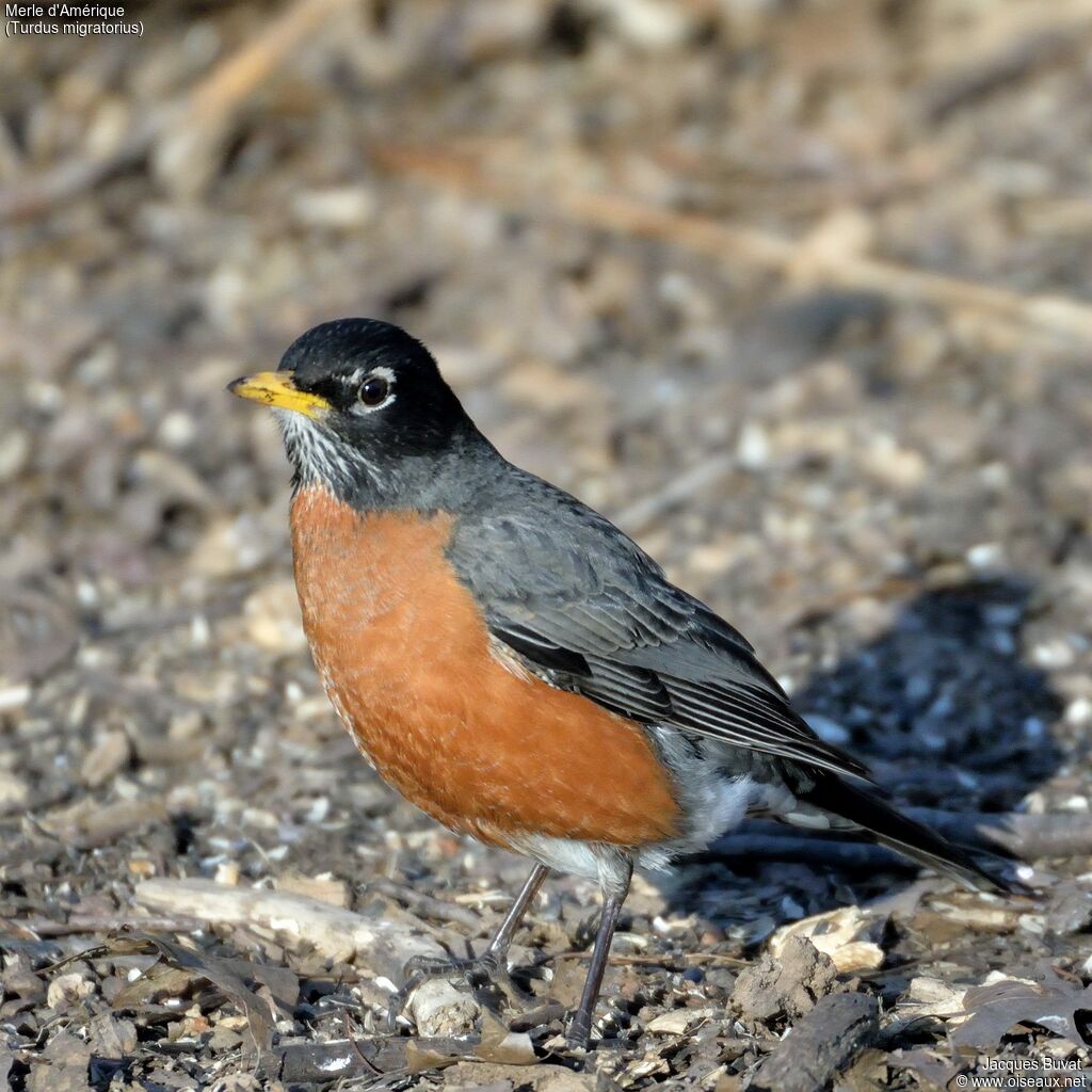 American Robin male adult breeding, close-up portrait, aspect, pigmentation