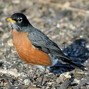 American Robin