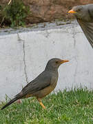 Karoo Thrush