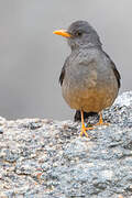 Karoo Thrush