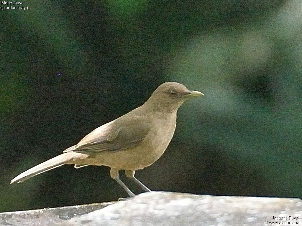 Clay-colored Thrush male adult, close-up portrait, aspect, pigmentation