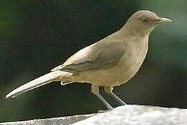 Clay-colored Thrush