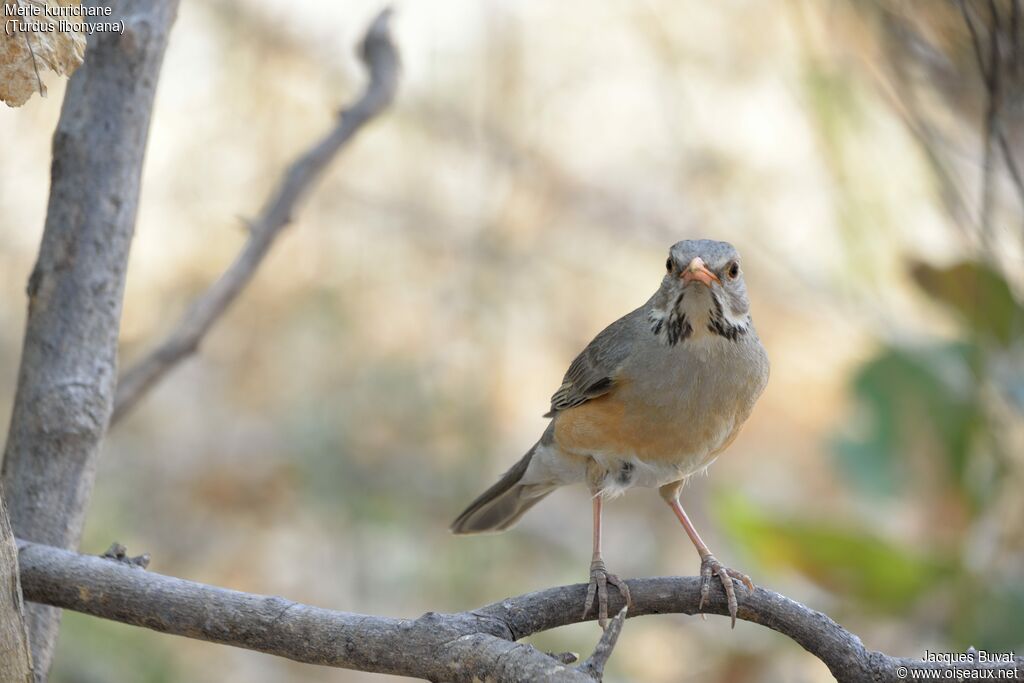 Kurrichane Thrush