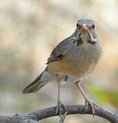 Kurrichane Thrush