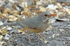 Kurrichane Thrush