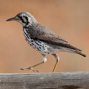 Groundscraper Thrush