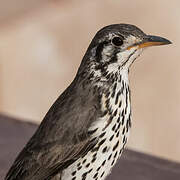 Groundscraper Thrush